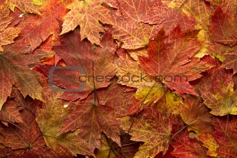 Red Autumn Maple Leaves Background