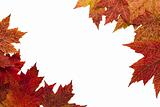 Red Autumn Maple Leaves Background 3