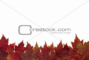 Red Autumn Maple Leaves Background 4