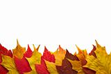 Red and Yellow Maple Leaves Background