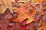 Red Oak Autumn Leaves Background