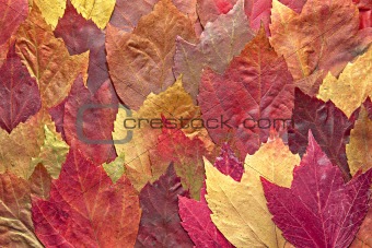 Mixed Maple Autumn Leaves Background