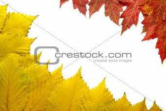 Elm Tree Leaves with Red Maple Background 2