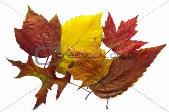 Mixed Autumn Leaves Background