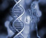 Skeleton with DNA strands