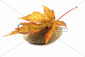Red leaf on stone