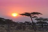 Acacia tree sunset Kenya