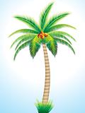 detailed palm tree with coconut 