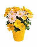 Pot with yellow and pink chrysanthemums isolated on white