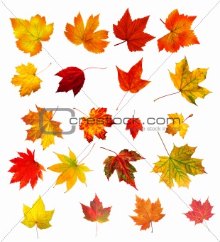 collection beautiful colourful autumn leaves isolated on white b