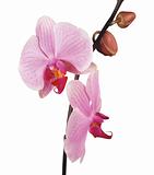 Perfect pink orchid isolated on white background