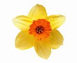 Studio Shot of Yellow and Orange Colored Daffodil Isolated on Wh