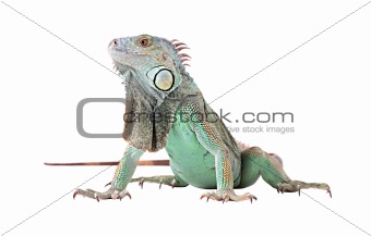 Green iguana(Iguana iguana) isolated on white