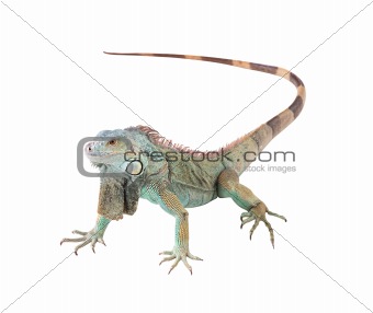 Green iguana(Iguana iguana) isolated on white background