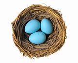 Group of blue eggs in bird nest isolated on white
