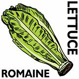 Romaine Lettuce