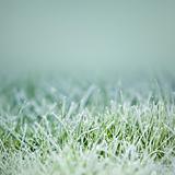 grass on ice