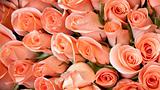 light orange color roses