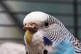 Australian Blue Parrot macro 