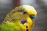 Australian Green Parrot