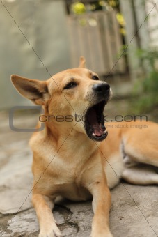 Lazy Dog in Action Yawning