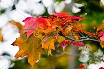 Maple leaves in paints of autumn