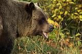 Male Grizzly Bear