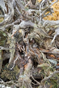 root of dead tree