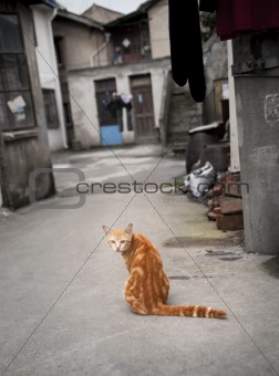 Red cat in narrow street