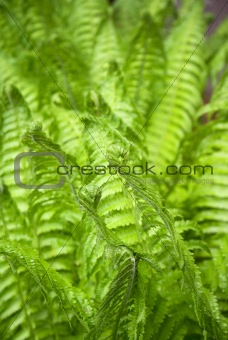 Fresh ferns in spring