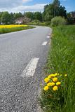 Country road wity dandelions