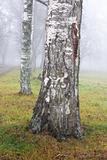 Birch tree in fog