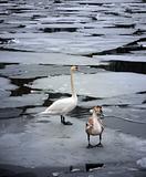 Wild swans on ice