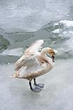 Young swan in ice