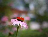 echinacea flower
