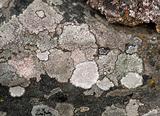 Fungus on rock