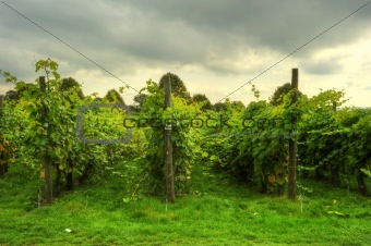 Lovely vineyard scene with dramatic sky background