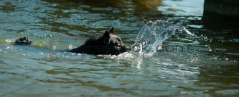 Dog swims in lake in summer