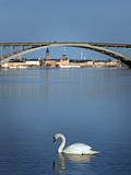 Swan in Stockholm