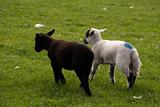 lambs on a meadow