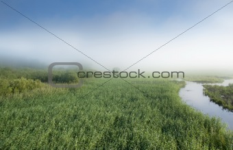 Swamp in fog