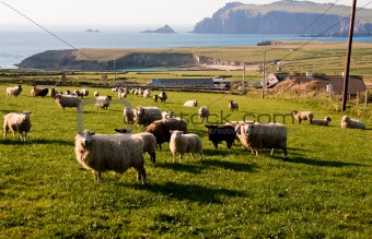 flock of sheep in Ireland