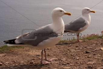 seagulls at the cliffs