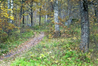 foot path in autumn forest