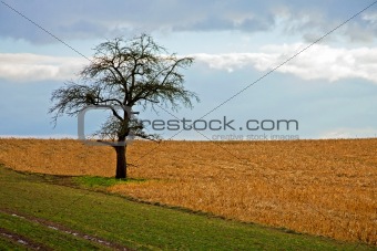 an autumn tree