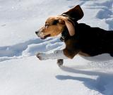beagle puppy in snow