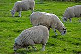 sheep in Ireland