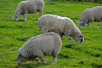 sheep in Ireland