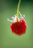 Close up of wild raspberry
