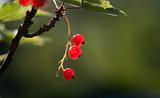 Close up of red currants